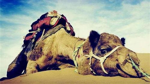 瘦死的骆驼爆料视频,揭秘娱乐圈惊人内幕 第2张 瘦死的骆驼爆料视频,揭秘娱乐圈惊人内幕 第2张